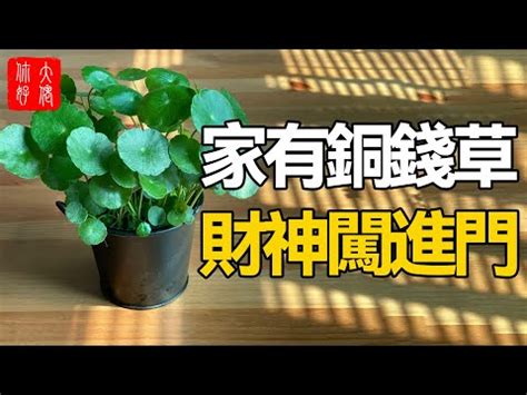 錢幣草風水|銅錢草風水：擺放方式、注意事項【銅錢草風水】 – 八。